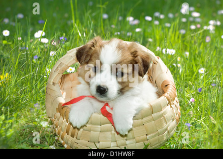 Halbe Rasse Welpen im Korb Stockfoto