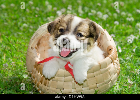 Halbe Rasse Welpen im Korb Stockfoto