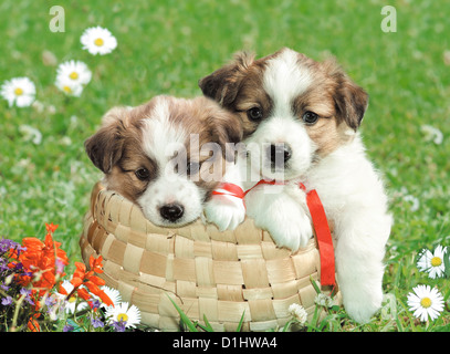 Outdoor Portrait der jungen Welpen Stockfoto