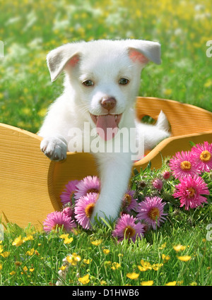 Halbe Rasse Welpen im Garten Stockfoto