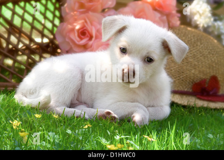Halbe Rasse Welpen im Garten Stockfoto