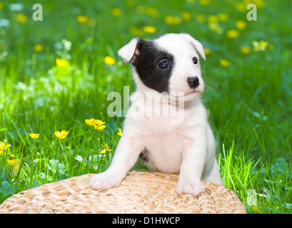 Halbe Rasse Welpen im Garten Stockfoto