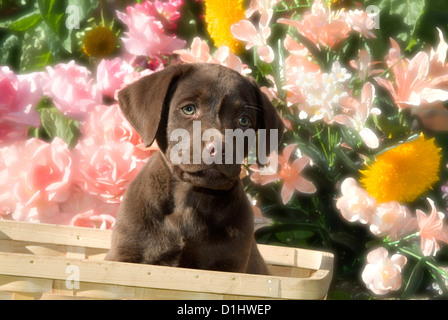 Labrador Retriever Hund im Korb Stockfoto