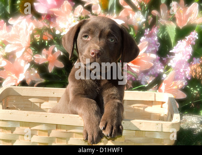 Labrador Retriever Hund im Korb Stockfoto