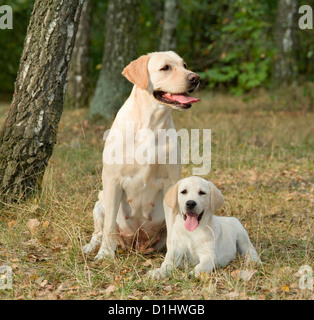 Labrador Retriever Hunde im Wald Stockfoto