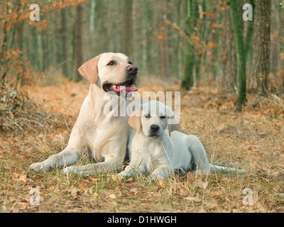 Labrador Retriever Hunde im Wald Stockfoto