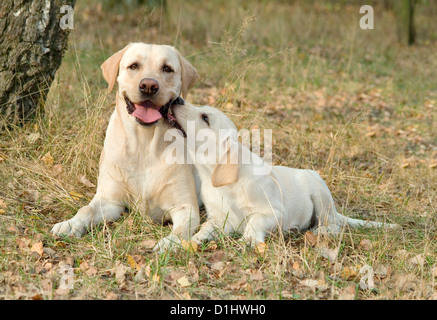 Labrador Retriever Hunde Stockfoto