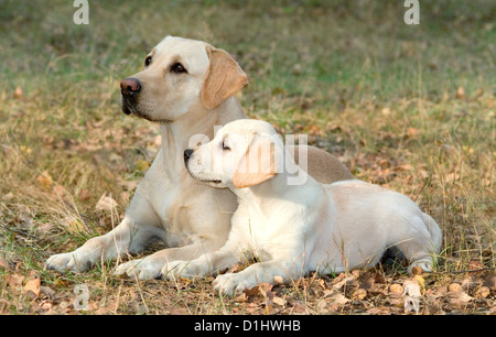 Outdoor Portrait des Labrador Retriever Hunde Stockfoto