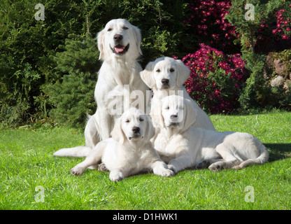 Vier Golden Retriever Hunde im Garten Stockfoto