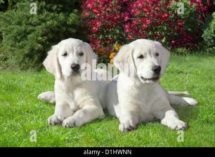 Zwei Golden Retriever Hunde im Garten Stockfoto