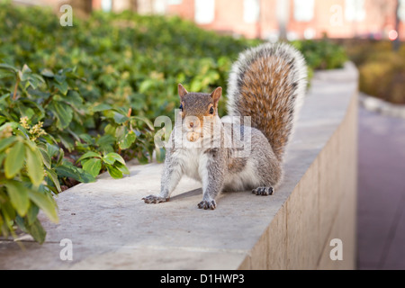 Amerikanisches Rotes Eichhörnchen (Tamiasciurus Hudsonicus) mit Erdnuss in Mund - USA Stockfoto