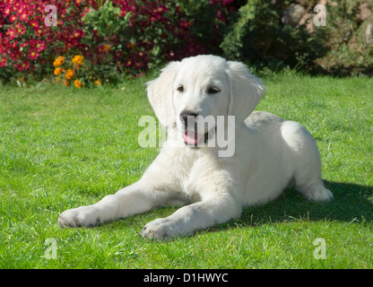 Golden Retriever Hund im Garten Stockfoto