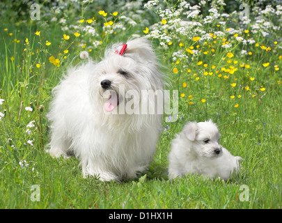 Maltesischen Familie auf der Wiese Stockfoto
