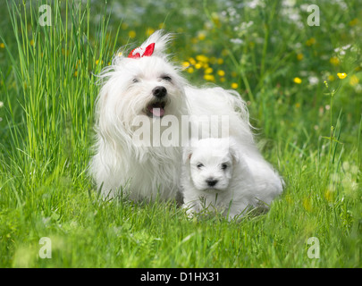 Maltesischen Familie auf der Wiese Stockfoto