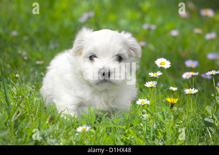 Malteser Welpen in der Wiese Stockfoto