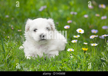 Malteser Welpen in der Wiese Stockfoto