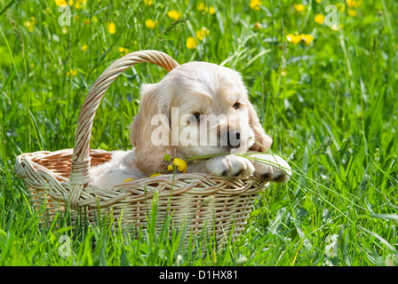 Young English Cocker Spaniel Hund Welpe im Korb Stockfoto