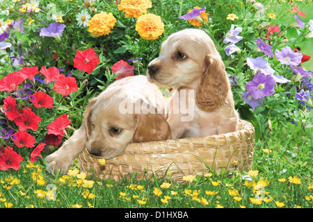 Junge süße English Cocker Spaniel Hunde im Blumengarten Stockfoto