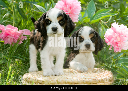 Outdoor Portrait von English Cocker Spaniel Junghunde in den Blumen Stockfoto