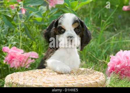 Young English Cocker Spaniel Hund im Garten Stockfoto