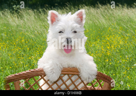 Outdoor Portrait des West Highland White Terrier Hund im Garten Stockfoto