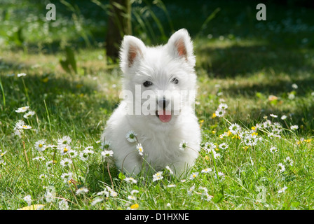 Outdoor Portrait des West Highland White Terrier Hund im Garten Stockfoto