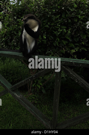 Braun weiss Pelz Mona Monkey sitzen grüne Zaun oben, vorne dunkel grünen Bäumen, Grand Etang Waldparkplatz, Grenada, West Indies Stockfoto