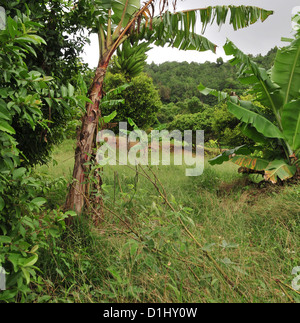 Garten-Plantage mit grasbewachsenen Wegerich und roter Erde Muskatnuss Bäumen, sieben Schwestern Trail, Grand Etang Forest, Grenada, West Indies Stockfoto