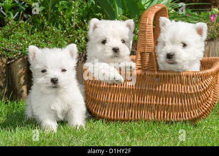 Drei West Highland White Terrier Hunde im Garten Stockfoto