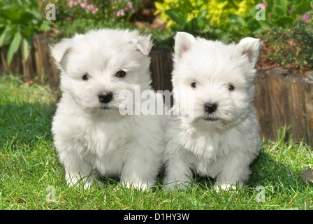 2 West Highland White Terrier Hunde im Garten Stockfoto