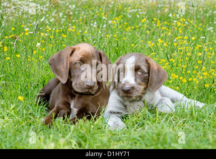 Deutsch Drahthaar Hund Stockfoto