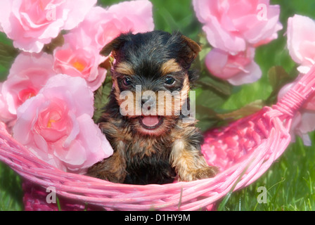 Kleine Yorkshire-Terrier Stockfoto