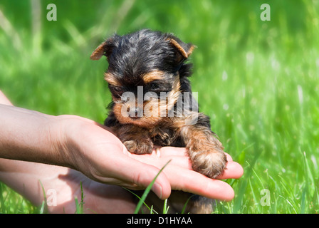 Outdoor Portrait des einzigen kleine süße Yorkshire-Terrier Stockfoto