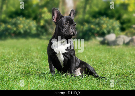 Porträt der junge französische Bulldogge Stockfoto