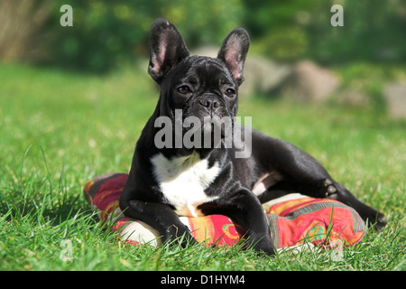 Porträt der junge französische Bulldogge Stockfoto