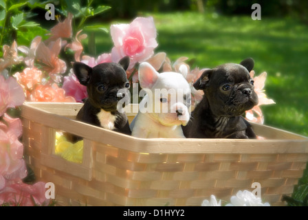 Porträt der jungen französischen Bulldoggen Stockfoto