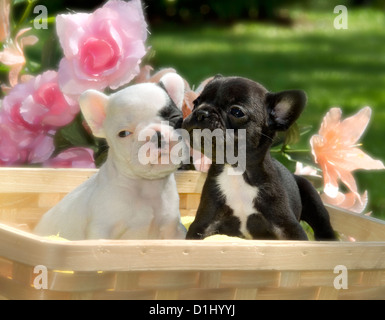 Porträt der jungen französischen Bulldoggen Stockfoto