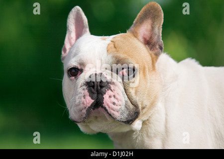 Porträt von französische Bulldogge Stockfoto