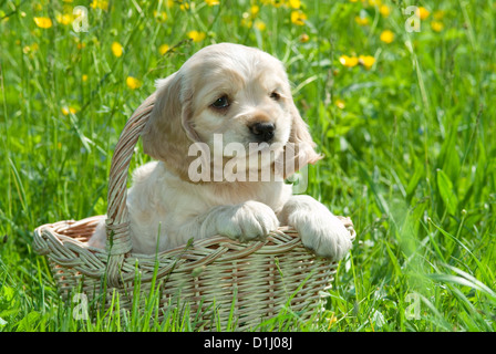 Porträt des jungen süßen American Cocker Spaniel Hund im Garten Stockfoto