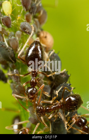 Winter-Ameisen tendenziell Blattläuse als Nahrungsquelle. Stockfoto