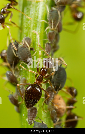 Winter-Ameisen tendenziell Blattläuse als Nahrungsquelle. Stockfoto