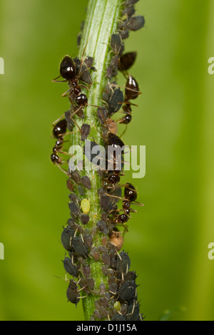 Winter-Ameisen tendenziell Blattläuse als Nahrungsquelle. Stockfoto