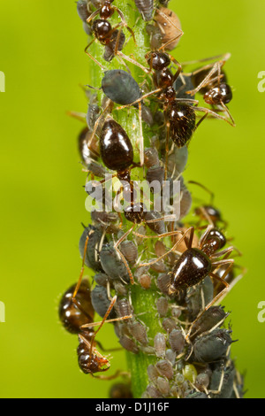 Winter-Ameisen tendenziell Blattläuse als Nahrungsquelle. Stockfoto