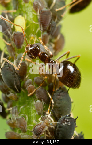 Winter-Ameisen tendenziell Blattläuse als Nahrungsquelle. Stockfoto