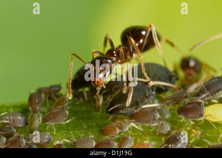 Ameisen, die tendenziell Blattläuse als Nahrungsquelle. Stockfoto