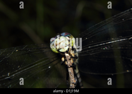 Eine schöne blaue Libelle thront auf einem Ast Stockfoto