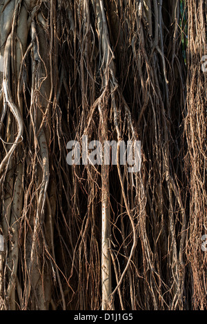 Ficus Benghalensis. Antenne prop Wurzeln eines indischen Banyan Tree Stockfoto