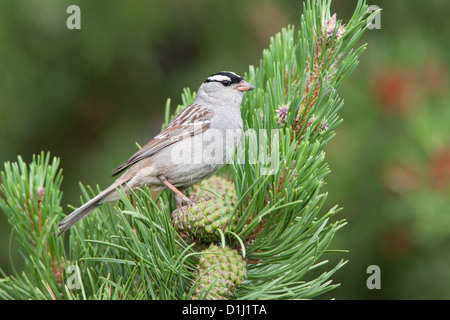 Weißflügelige Sperlingsvögel Vogel singvögel Vogelgezwitscher Vogelkunde Wissenschaft Natur Tierwelt Umwelt Sperlinge Stockfoto