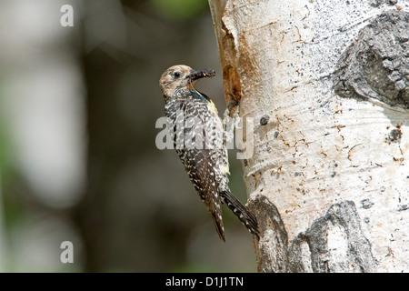 Weibliche Williamsons-Specht beim Nest in Aspen Baum Vögel Vogel Spechte Vogelkunde Wissenschaft Natur Tierwelt Umwelt Specht-Specht Nester Stockfoto