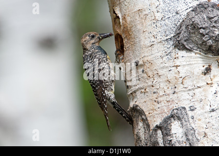 Weibliche Williamsons-Specht beim Nest in Aspen Baum Vögel Vogel Spechte Vogelkunde Wissenschaft Natur Tierwelt Umwelt Specht-Specht Nester Stockfoto